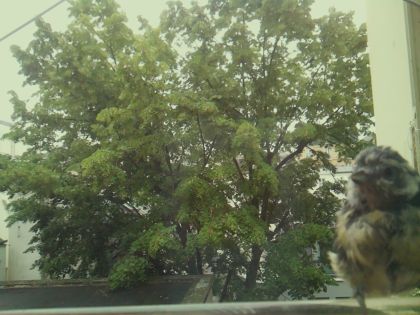 bird_20260604_093423_067_burst5_motion2858_conf0.92_bestdog_spcyanistes_caeruleus_spconf1.00.jpg