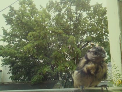 bird_20260604_093637_092_burst3_motion1539_conf0.98_bestdog_spcyanistes_caeruleus_spconf0.59.jpg