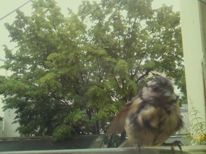 bird_20260604_093643_484_burst4_motion1539_conf0.87_bestbird_spcyanistes_caeruleus_spconf0.33.jpg