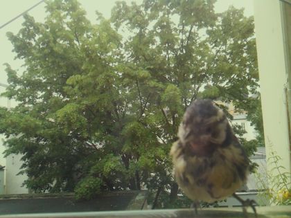 bird_20260604_093649_925_burst5_motion1539_conf0.91_bestbird_spcyanistes_caeruleus_spconf1.00.jpg