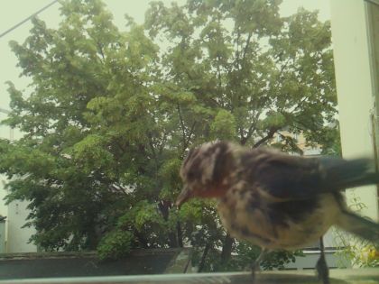 bird_20260604_093702_919_burst7_motion1539_conf0.96_bestdog_spturdus_merula_spconf0.36.jpg