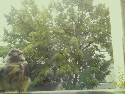bird_20260604_103634_791_burst1_motion4706_conf0.59_bestdog_spcyanistes_caeruleus_spconf1.00.jpg