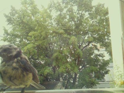 bird_20260604_103640_963_burst2_motion4706_conf0.75_bestbird_spcyanistes_caeruleus_spconf1.00.jpg