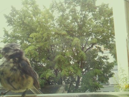 bird_20260604_103653_666_burst4_motion4706_conf0.96_bestbird_spcyanistes_caeruleus_spconf1.00.jpg
