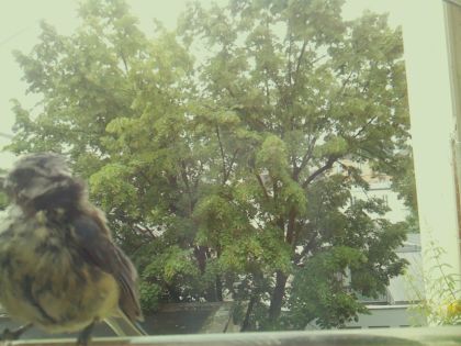 bird_20260604_103700_074_burst5_motion4706_conf0.74_bestbird_spcyanistes_caeruleus_spconf1.00.jpg