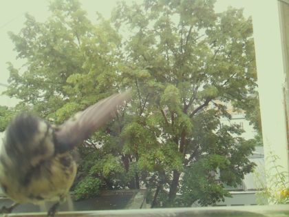 bird_20260604_103706_590_burst6_motion4706_conf0.26_bestbird_spstreptopelia_decaocto_spconf0.21.jpg