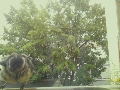 bird_20260604_103713_012_burst7_motion4706_conf0.56_bestbird_spcyanistes_caeruleus_spconf1.00.jpg