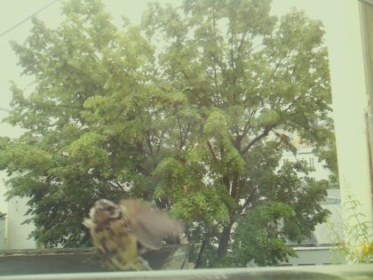 bird_20260604_103830_780_burst0_motion8852_conf0.00_bestnone_spgarrulus_glandarius_spconf0.50.jpg