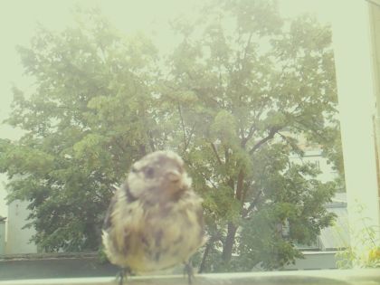 bird_20260604_110240_016_burst1_motion1958_conf1.00_bestbird_sppasser_domesticus_spconf0.43.jpg