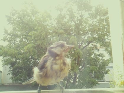 bird_20260604_110246_236_burst2_motion1958_conf0.52_bestbird_spturdus_philomelos_spconf0.26.jpg