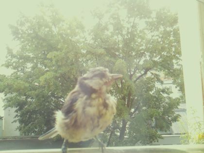 bird_20260604_110252_590_burst3_motion1958_conf0.35_bestbird_spcerthia_brachydactyla_spconf0.15.jpg