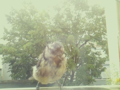 bird_20260604_110305_520_burst5_motion1958_conf0.00_bestnone_spmotacilla_alba_spconf0.21.jpg