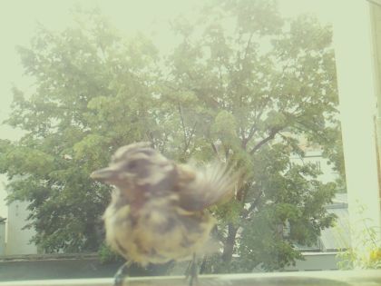 bird_20260604_110312_044_burst6_motion1958_conf0.44_bestbird_spgarrulus_glandarius_spconf0.25.jpg