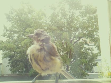 bird_20260604_110318_550_burst7_motion1958_conf0.31_bestperson_spgarrulus_glandarius_spconf0.68.jpg