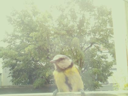bird_20260604_113514_518_burst0_motion8933_conf0.92_bestperson_spcyanistes_caeruleus_spconf0.14.jpg