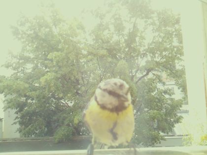 bird_20260604_113520_637_burst1_motion8933_conf0.61_bestbird_spcyanistes_caeruleus_spconf1.00.jpg
