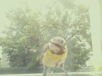 bird_20260604_113527_188_burst2_motion8933_conf0.99_bestbird_spcyanistes_caeruleus_spconf0.39.jpg