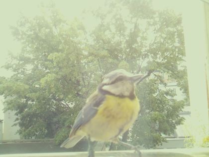 bird_20260604_113533_792_burst3_motion8933_conf1.00_bestbird_spcyanistes_caeruleus_spconf0.68.jpg