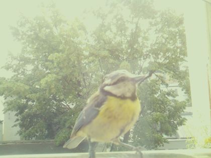 bird_20260604_113540_460_burst4_motion8933_conf1.00_bestbird_spcyanistes_caeruleus_spconf0.64.jpg