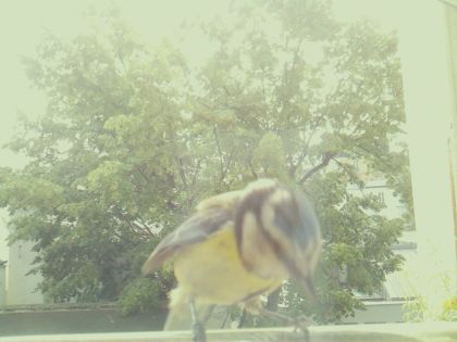 bird_20260604_113547_084_burst5_motion8933_conf0.73_bestbird_spcyanistes_caeruleus_spconf1.00.jpg