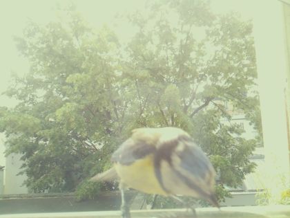 bird_20260604_113553_753_burst6_motion8933_conf0.96_bestbird_spcyanistes_caeruleus_spconf1.00.jpg