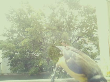bird_20260604_113600_520_burst7_motion8933_conf0.75_bestbird_spcyanistes_caeruleus_spconf1.00.jpg
