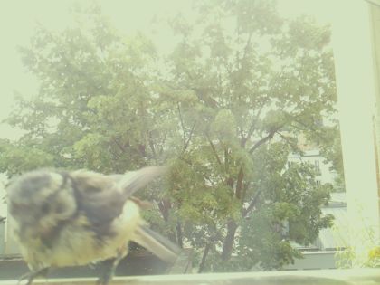bird_20260604_113609_054_burst0_motion15046_conf0.00_bestnone_spcyanistes_caeruleus_spconf0.29.jpg