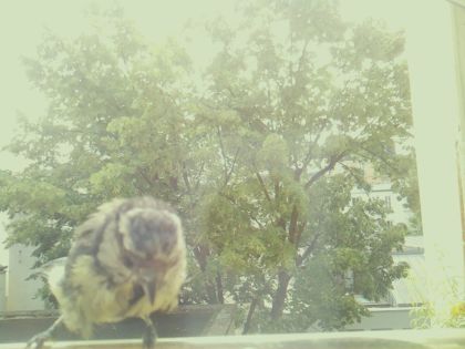 bird_20260604_113615_573_burst1_motion15046_conf0.81_bestbird_spcyanistes_caeruleus_spconf0.22.jpg