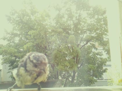 bird_20260604_113629_018_burst3_motion15046_conf0.49_bestbird_sppyrrhula_pyrrhula_spconf0.10.jpg