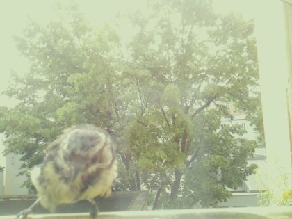 bird_20260604_113635_814_burst4_motion15046_conf0.82_bestbird_sppyrrhula_pyrrhula_spconf0.13.jpg