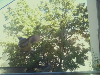 bird_20260604_181251_859_burst1_motion3671_conf0.00_bestnone_spcolumba_palumbus_spconf0.23.jpg