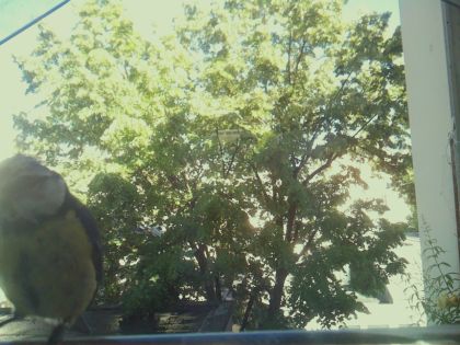 bird_20260604_181324_340_burst6_motion3671_conf0.43_bestbird_spcyanistes_caeruleus_spconf1.00.jpg