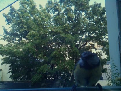 bird_20260604_181527_658_burst1_motion5780_conf0.00_bestnone_spcyanistes_caeruleus_spconf1.00.jpg