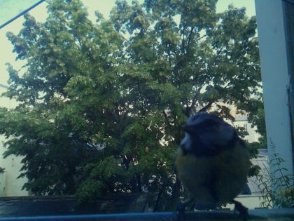 bird_20260604_181534_099_burst2_motion5780_conf0.00_bestnone_spcorvus_corone_spconf0.25.jpg
