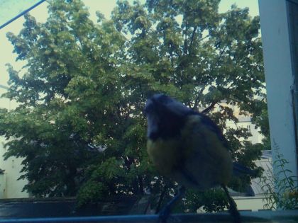 bird_20260604_181540_611_burst3_motion5780_conf0.87_bestcat_spparus_major_spconf1.00.jpg
