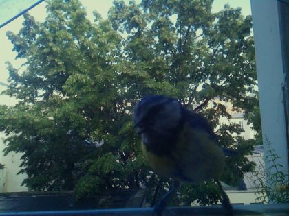 bird_20260604_181547_152_burst4_motion5780_conf0.70_bestcat_spcorvus_corone_spconf0.32.jpg
