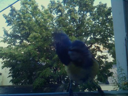 bird_20260604_181553_656_burst5_motion5780_conf0.00_bestnone_spparus_major_spconf1.00.jpg