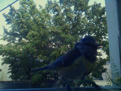 bird_20260604_181600_200_burst6_motion5780_conf0.66_bestbird_spcorvus_corone_spconf0.26.jpg