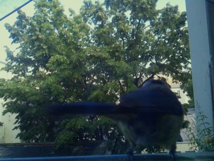 bird_20260604_181606_812_burst7_motion5780_conf0.28_bestpottedplant_sppyrrhula_pyrrhula_spconf0.19.jpg