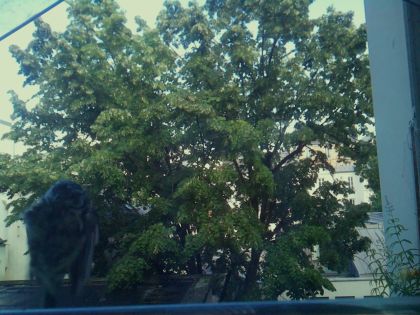 bird_20260604_181736_190_burst0_motion2948_conf0.59_bestpottedplant_spcorvus_corone_spconf0.34.jpg