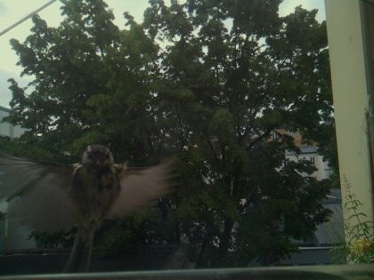 bird_20260605_070218_593_burst1_motion1839_conf0.54_bestbird_sppyrrhula_pyrrhula_spconf0.25.jpg