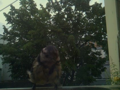 bird_20260605_070242_557_burst5_motion1839_conf0.99_bestbird_sppyrrhula_pyrrhula_spconf0.24.jpg