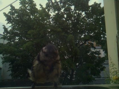 bird_20260605_070248_726_burst6_motion1839_conf0.79_bestbird_sppyrrhula_pyrrhula_spconf0.32.jpg
