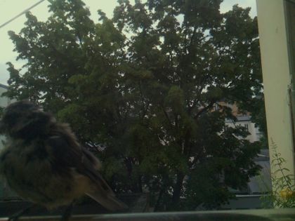 bird_20260605_070430_083_burst6_motion3690_conf0.63_bestbird_spcyanistes_caeruleus_spconf1.00.jpg