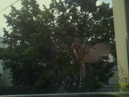 bird_20260605_070516_011_burst1_motion2882_conf0.00_bestnone_sppyrrhula_pyrrhula_spconf0.19.jpg