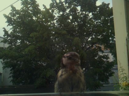 bird_20260605_070534_343_burst4_motion2882_conf0.87_bestperson_sppasser_domesticus_spconf0.18.jpg