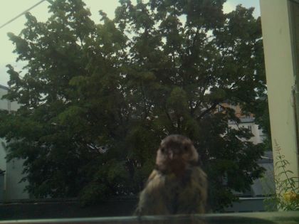 bird_20260605_070540_673_burst5_motion2882_conf0.00_bestnone_sppasser_domesticus_spconf0.34.jpg