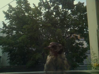 bird_20260605_070546_849_burst6_motion2882_conf0.00_bestnone_sppasser_domesticus_spconf0.27.jpg