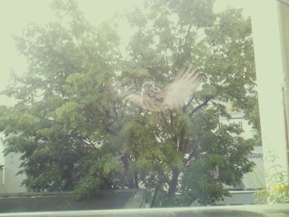 bird_20260605_100640_481_burst2_motion2276_conf0.00_bestnone_spgarrulus_glandarius_spconf0.17.jpg