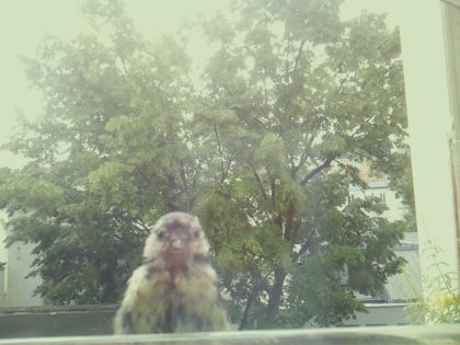 bird_20260605_100709_662_burst6_motion2276_conf0.00_bestnone_spdendrocopos_major_spconf0.17.jpg